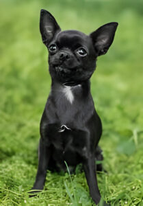 A small black chihuahua dog playing in a grassy field.