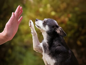 A human hand and a dog's paw making contact, showcasing a positive, training-based interaction.