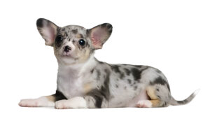 A small, merle chihuahua puppy sitting on a white background.