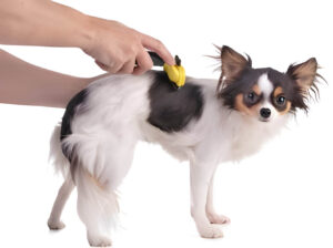 Longhaired Chihuahua dog grooming with banana-shaped detangling brush