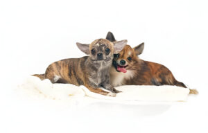 A brindle chihuahua with short hair and a smooth-coat chihuahua with long tan hair lying side-by-side on a white blanket.