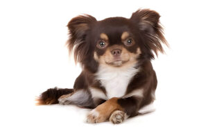 A longhaired, brown chihuahua dog curled up comfortably on a cushioned bed.