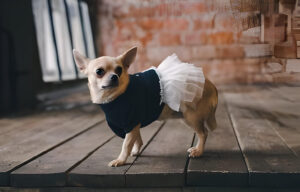 Small dog with short fur standing on a wooden floor