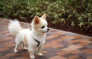 A small white and brown dog walking on a leash