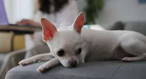 A small white dog with short hair lying comfortably on a cushioned couch.