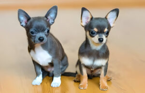 Two playful blue chihuahua puppies, with short fur, resting on ground.