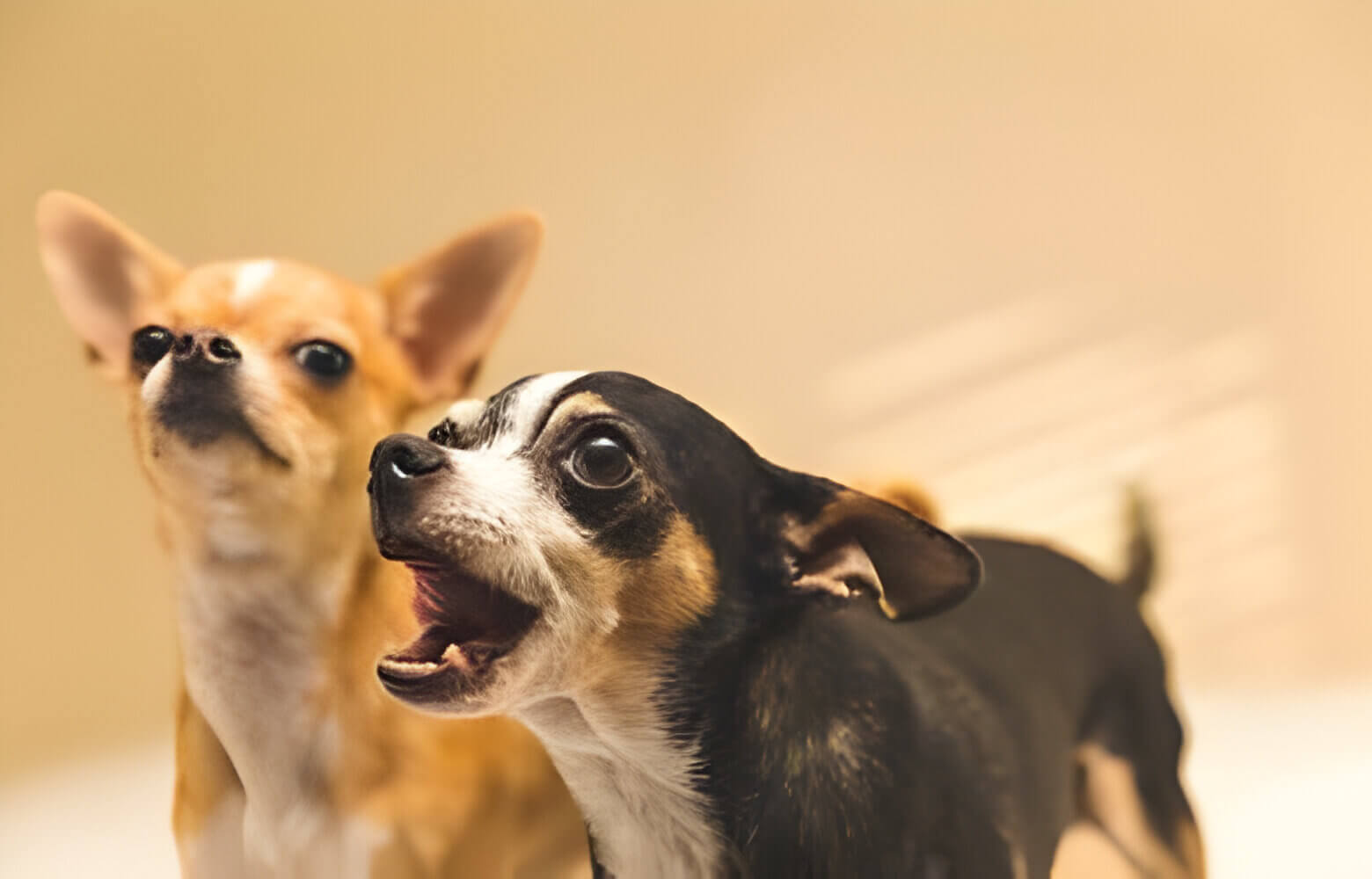 Two Chihuahuas standing close together, barking.