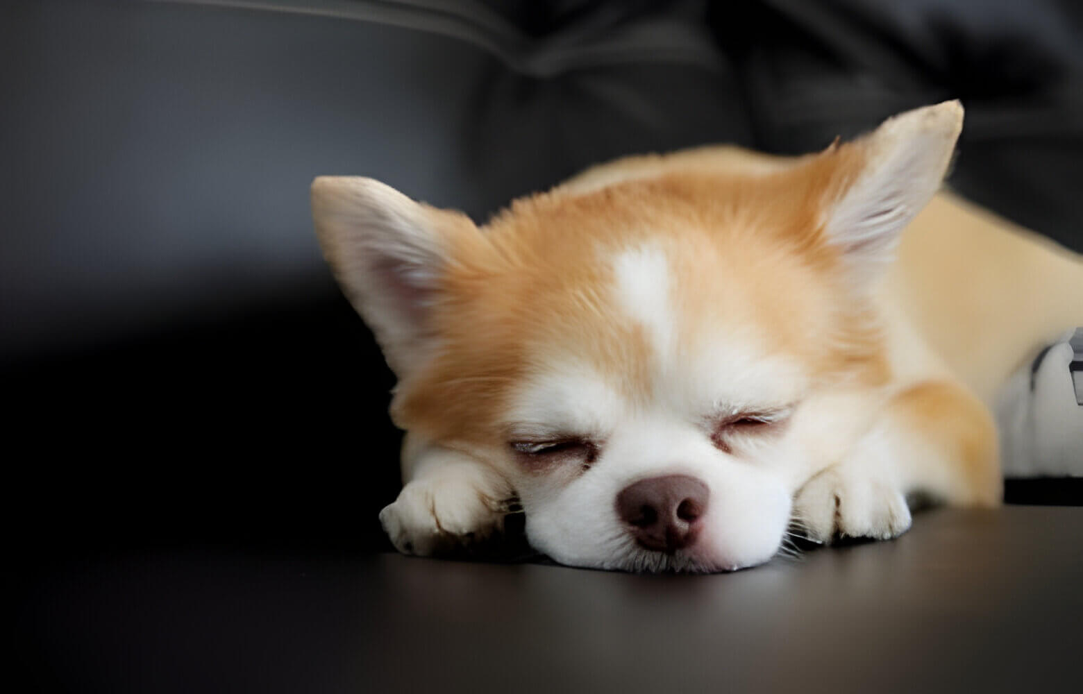 Chihuahua dog sleeping peacefully on a comfy couch