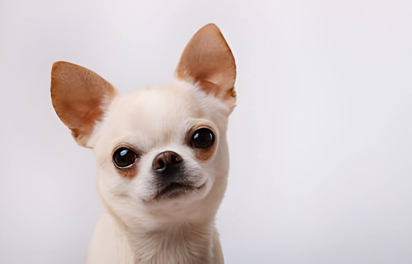 Chihuahua puppy with an apple head shape