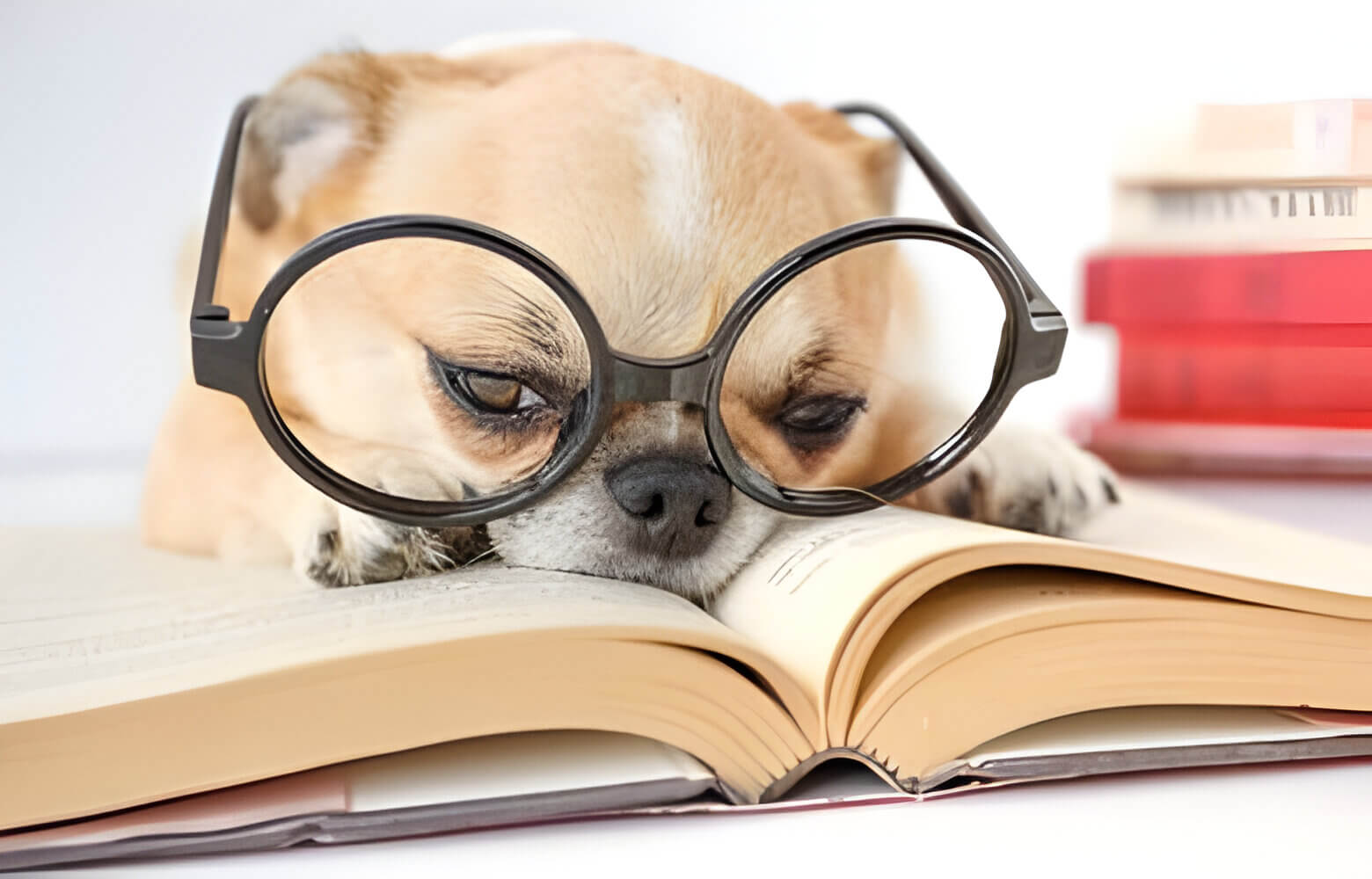 A curious Chihuahua with glasses appears to be taking an intelligence test.