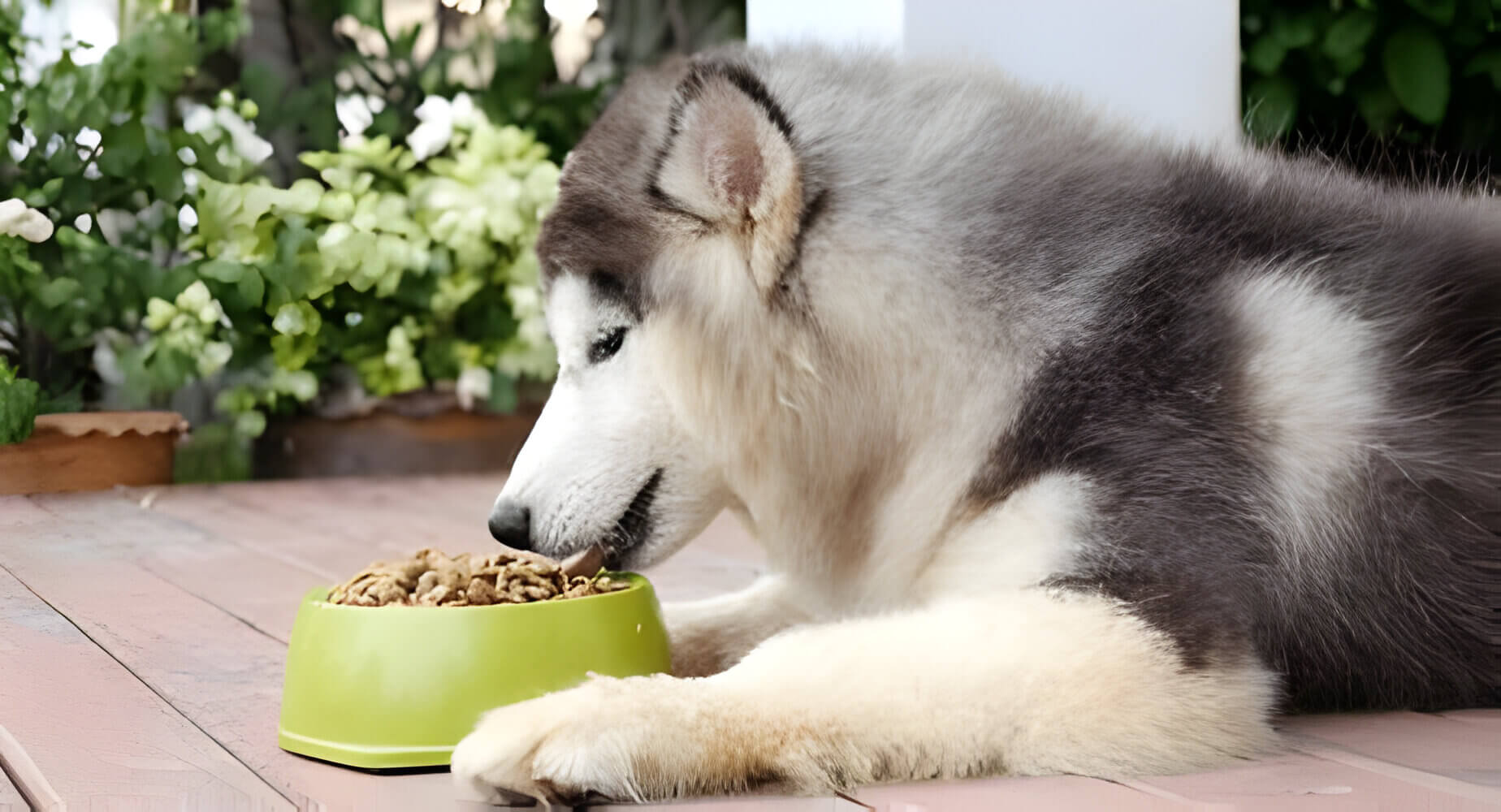 A Siberian Husky eating dog food from a green bowl