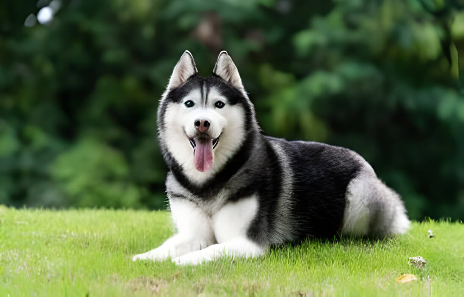 A Siberian Husky dog relaxing outdoors on a sunny day.