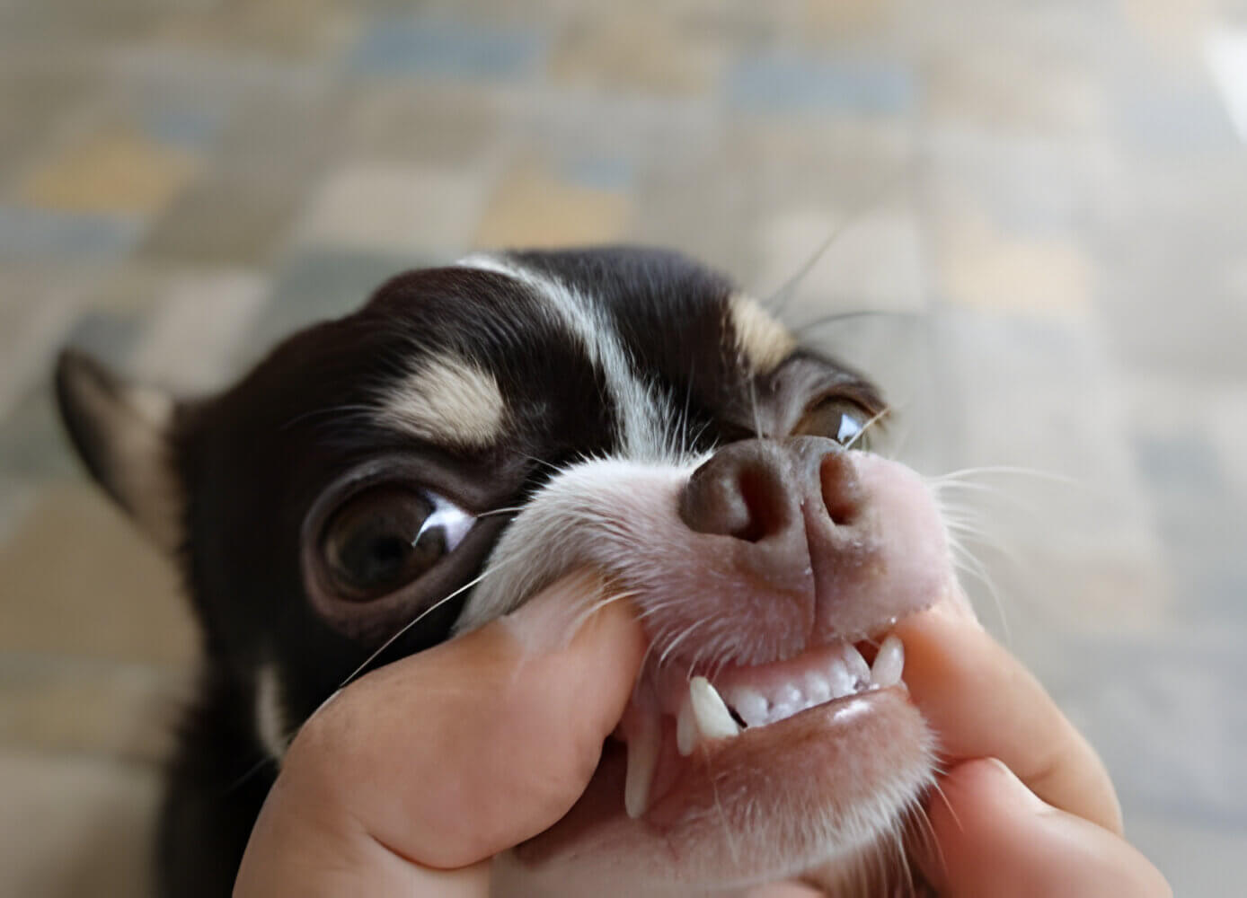 A black and white Chihuahua dog with a big toothy grin