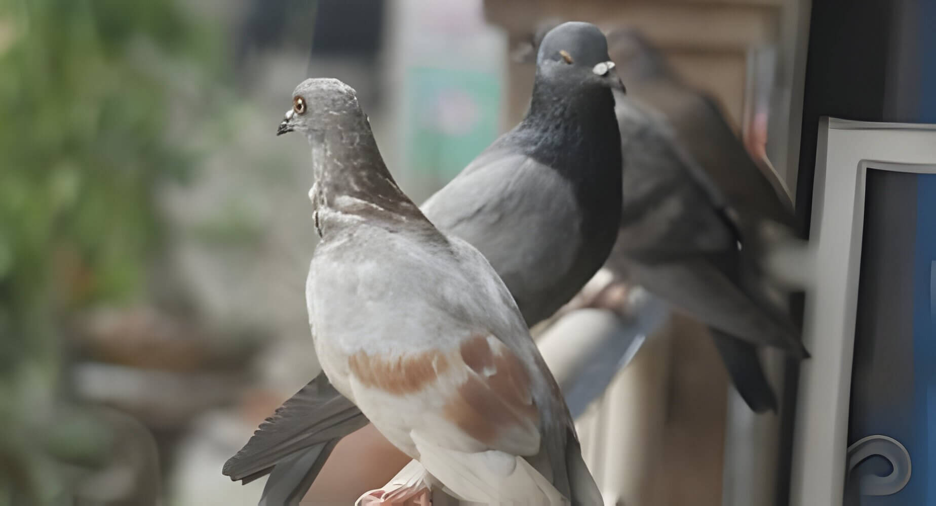 Doves perched on a branch