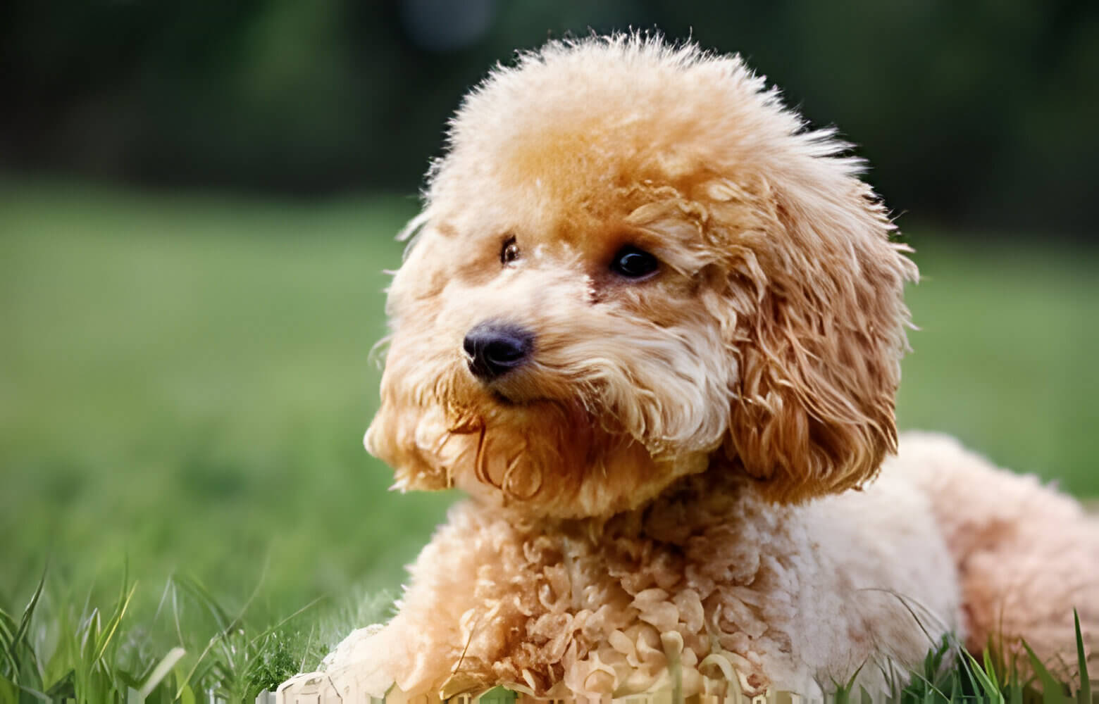 Image of a poodle with curly fur, which is a low-shedding dog breed