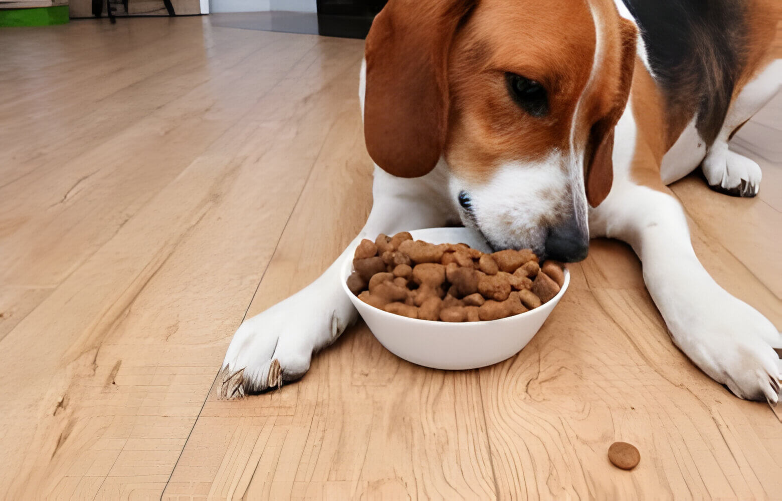 A brown and white dog laying down on the floor while eating from a metal bowl.