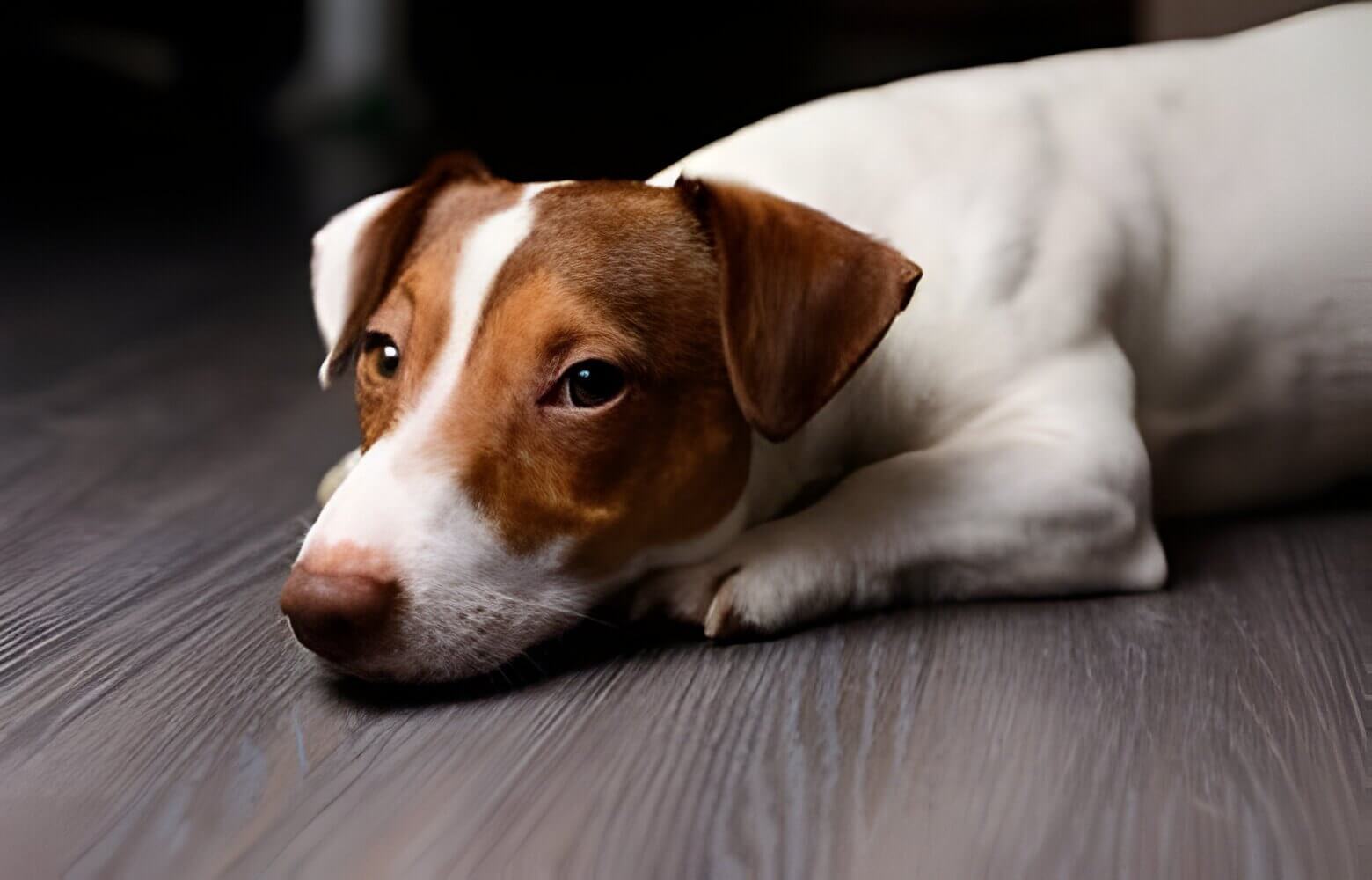 Dog showing symptoms of marijuana intoxication, such as lethargy and disorientation