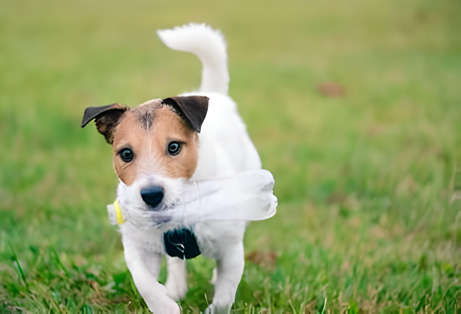 A lively pet dog running across a grassy green field outdoors.